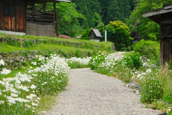 白川鄉合掌村-世界文化遺產-像極了薑餅屋