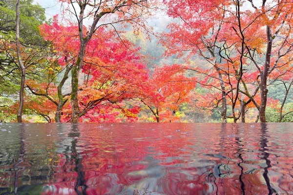 嵐山祐齋亭-圓窗楓葉倒影