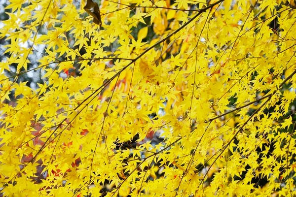 京都光明寺-京都賞楓景點