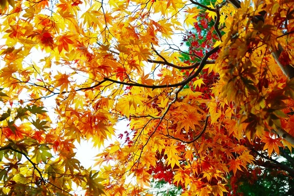 京都光明寺-京都賞楓景點