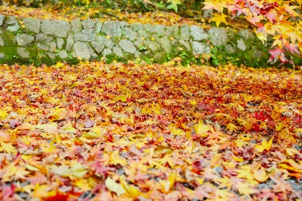 京都光明寺-京都賞楓景點
